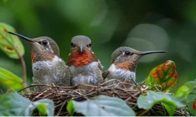 Hummingbirds