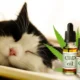 CBD Oil for Cat