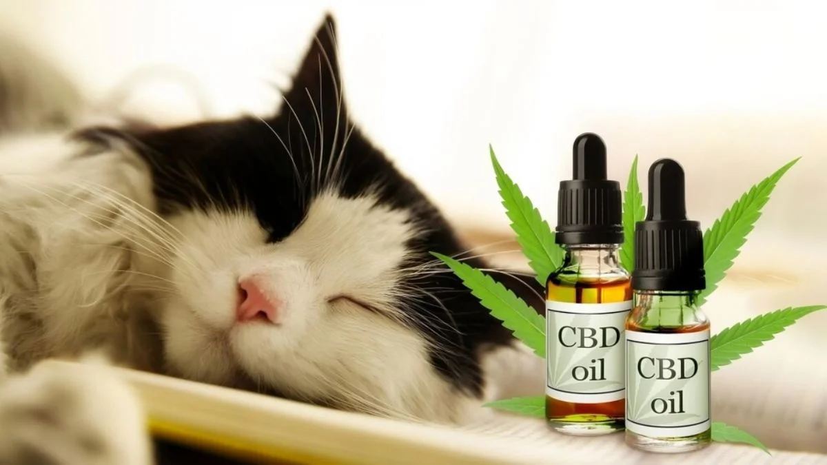 CBD Oil for Cat