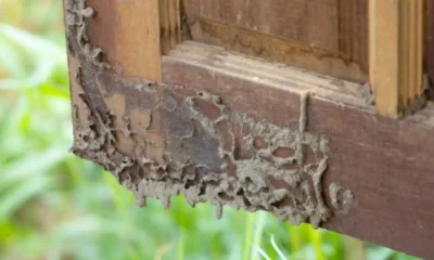 Termite Control