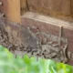 Termite Control