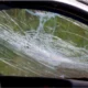 Windshield Damage