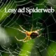 Lesy ad Spiderweb