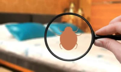 The Health Risks of Bed Bugs: What Every Homeowner Should Know