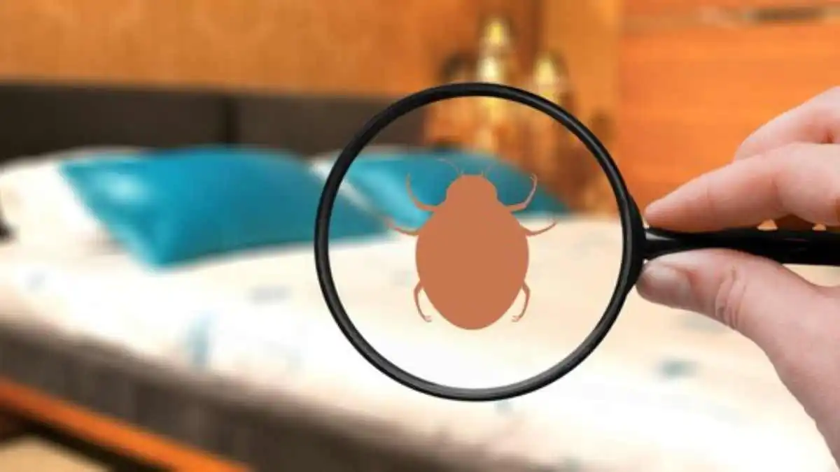 The Health Risks of Bed Bugs: What Every Homeowner Should Know