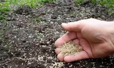 Grass Seed