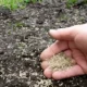 Grass Seed