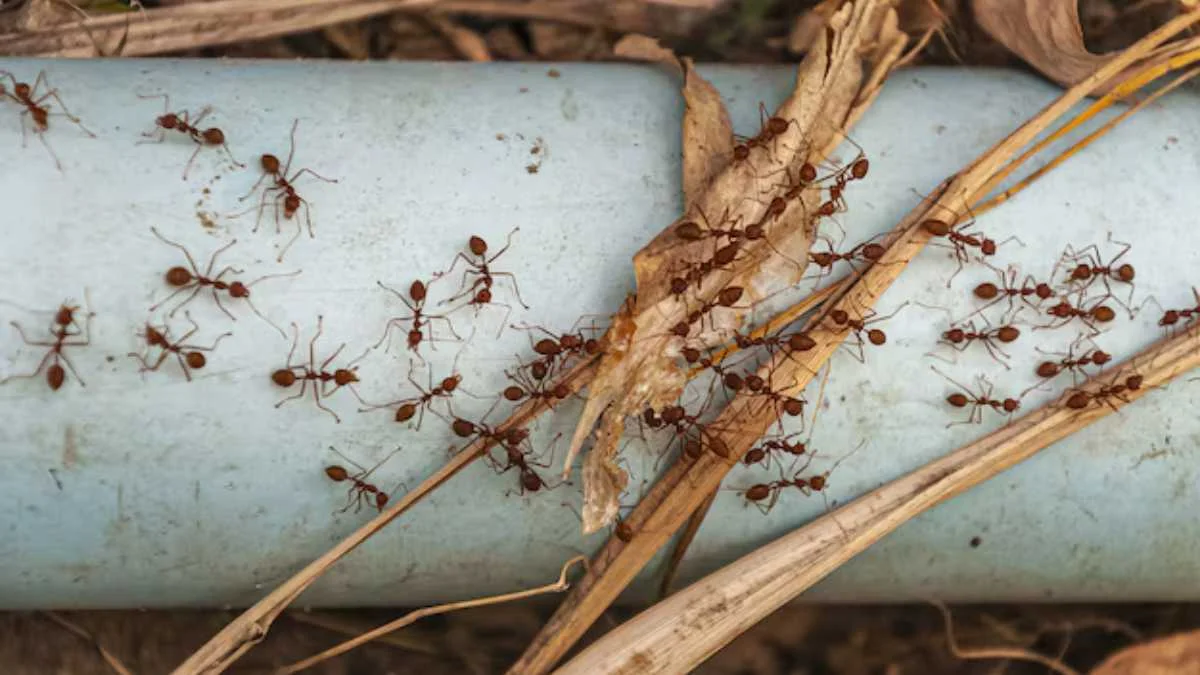 Natural Solutions for Keeping Ants Out of Your Home